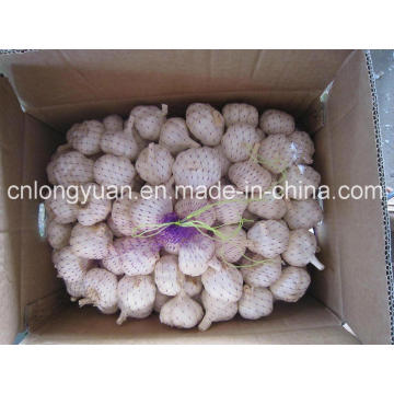 Pure White Garlic (5.0cm, 5.5cm, 6.0cm)